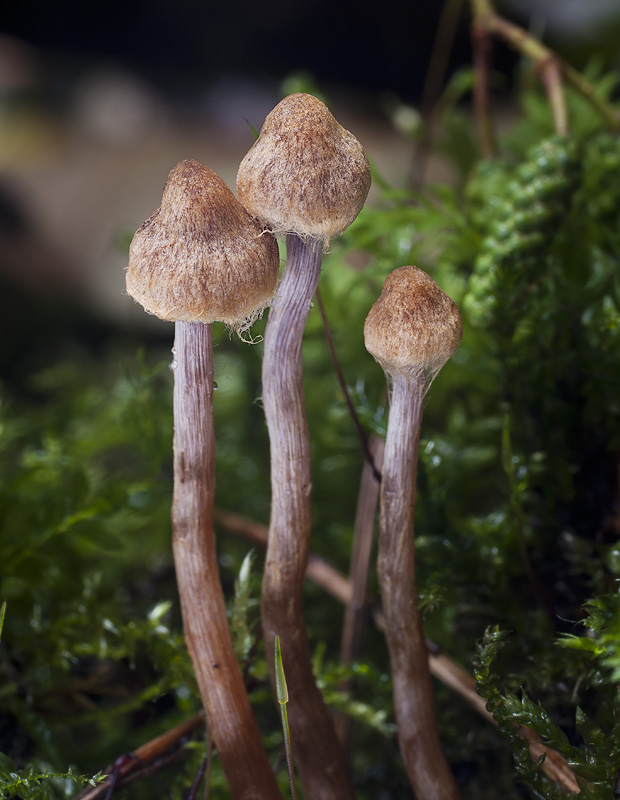 Cortinarius helvelloides